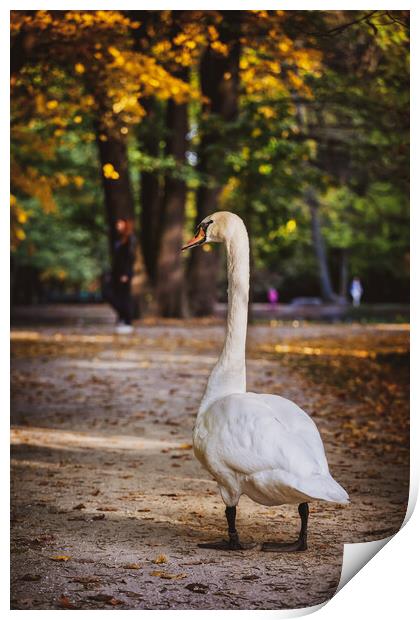 Swan In Lazienki Park In Warsaw Print by Artur Bogacki