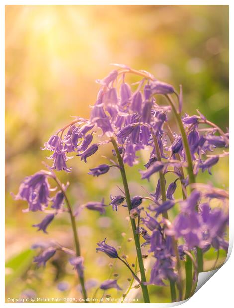 Cluster of Bluebell flowers in spring with warm gl Print by Mehul Patel