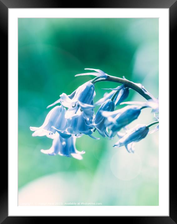 Close up of Bluebell flowers in spring with lens f Framed Mounted Print by Mehul Patel