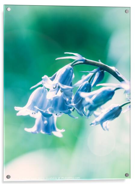 Close up of Bluebell flowers in spring with lens f Acrylic by Mehul Patel