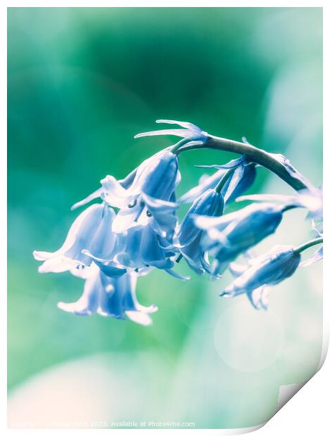 Close up of Bluebell flowers in spring with lens f Print by Mehul Patel