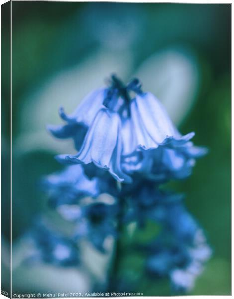Close up of Bluebell flowers in spring Canvas Print by Mehul Patel