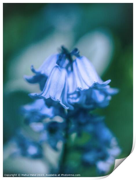 Close up of Bluebell flowers in spring Print by Mehul Patel
