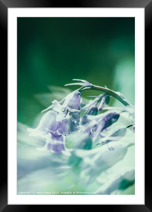 Bluebell flowers in spring Framed Mounted Print by Mehul Patel