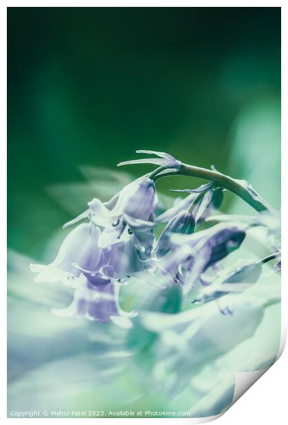 Bluebell flowers in spring Print by Mehul Patel