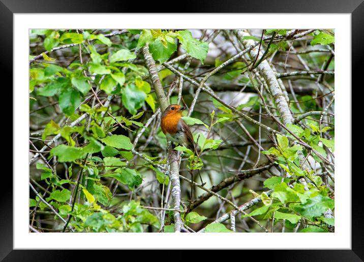 Robin Redbreast Framed Mounted Print by Roger Green