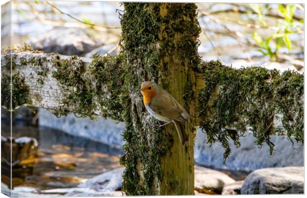 Perching Robin Canvas Print by Roger Green