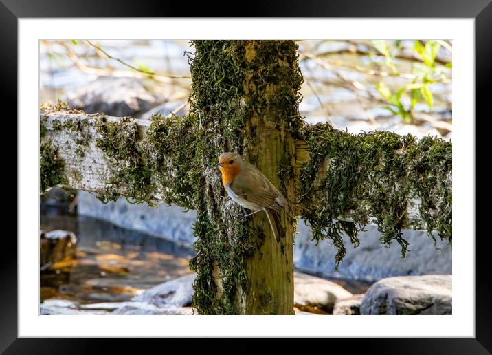 Perching Robin Framed Mounted Print by Roger Green