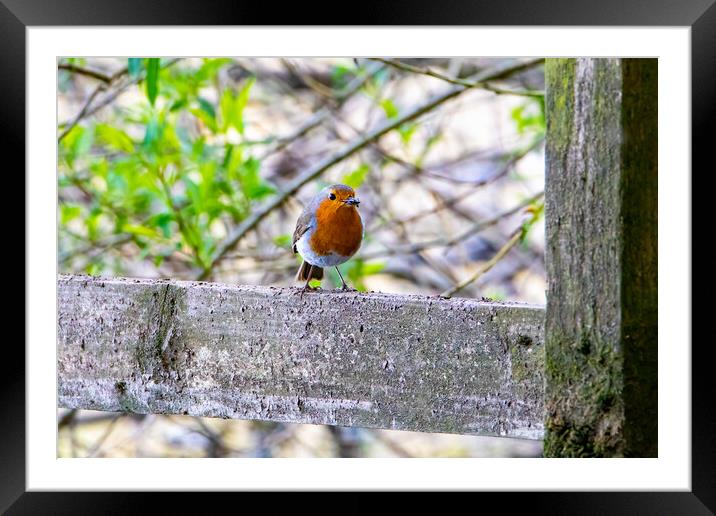 Robin Redbreast Framed Mounted Print by Roger Green