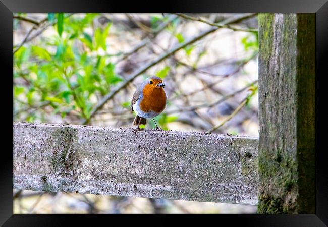 Robin Redbreast Framed Print by Roger Green