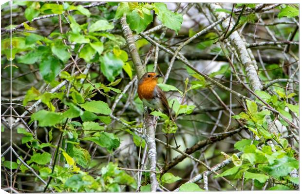 Robin Redbreast Canvas Print by Roger Green