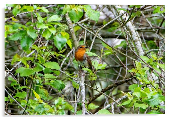 Robin Redbreast Acrylic by Roger Green