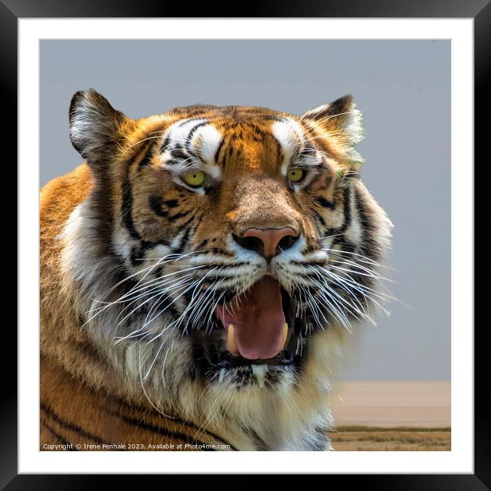 Majestic Tiger Roars for the Camera Framed Mounted Print by Irene Penhale