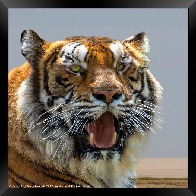 Majestic Tiger Roars for the Camera Framed Print by Irene Penhale