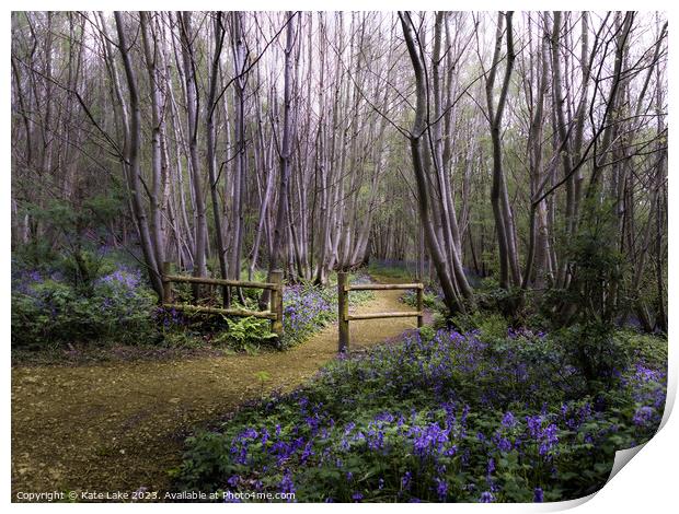 Bluebell Pathway, Scathes Wood, Kent Print by Kate Lake