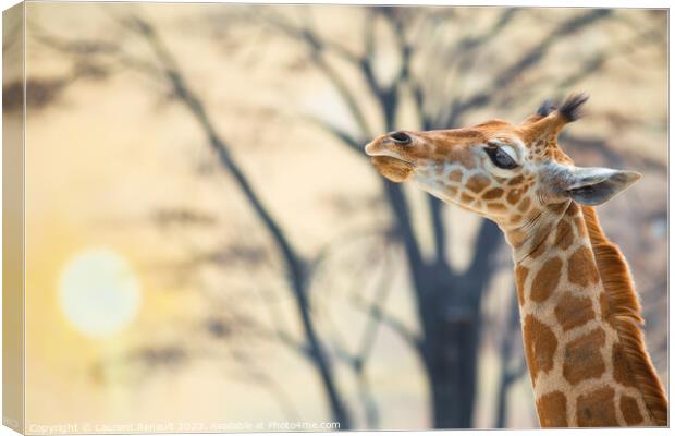 Young giraffe against trees and the backdrop of sunset Canvas Print by Laurent Renault