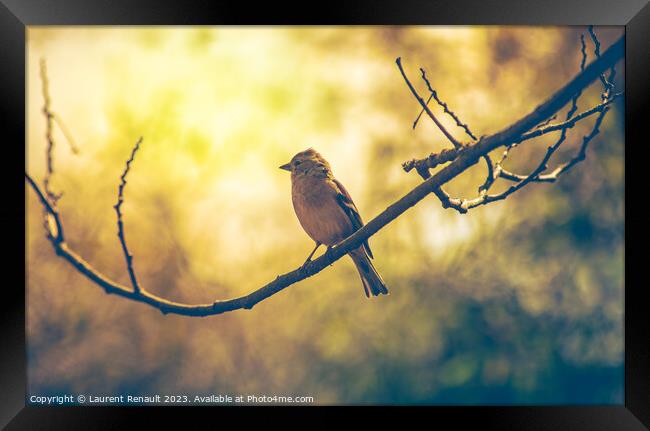 Sparrow bird perched on tree branch. Real photography Framed Print by Laurent Renault