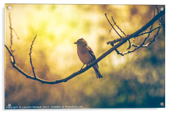 Sparrow bird perched on tree branch. Real photography Acrylic by Laurent Renault