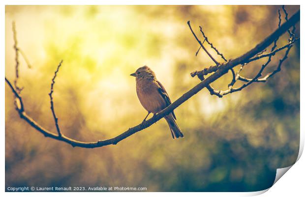 Sparrow bird perched on tree branch. Real photography Print by Laurent Renault