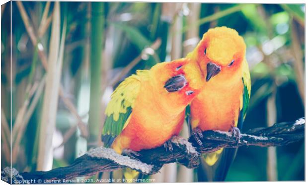 Close-up of sun parakeets couple or sun conures hugging each oth Canvas Print by Laurent Renault