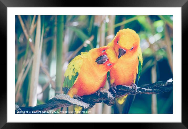 Close-up of sun parakeets couple or sun conures hugging each oth Framed Mounted Print by Laurent Renault