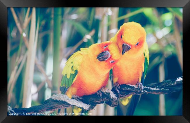 Close-up of sun parakeets couple or sun conures hugging each oth Framed Print by Laurent Renault