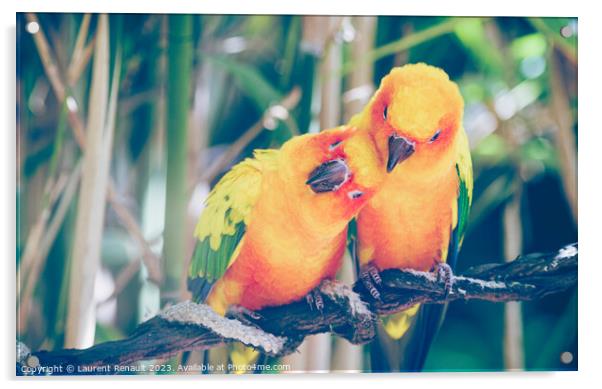 Close-up of sun parakeets couple or sun conures hugging each oth Acrylic by Laurent Renault