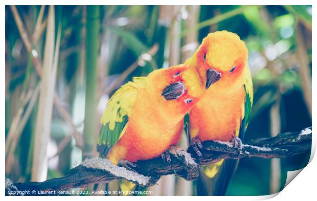 Close-up of sun parakeets couple or sun conures hugging each oth Print by Laurent Renault