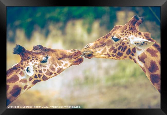 Gorgeous Giraffes mouth-to-mouth like kissing. Real photography Framed Print by Laurent Renault