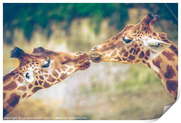 Gorgeous Giraffes mouth-to-mouth like kissing. Real photography Print by Laurent Renault