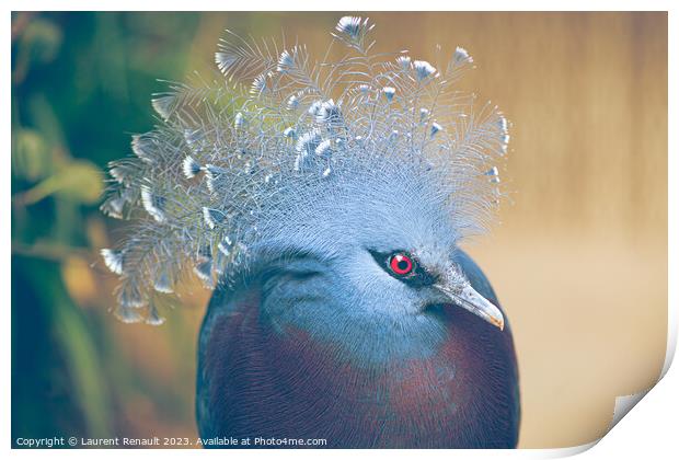 Victoria crowned-pigeon exotic bird Print by Laurent Renault