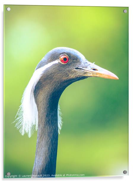Portrait of The demoiselle crane (Grus virgo) (Grus virgo) Acrylic by Laurent Renault