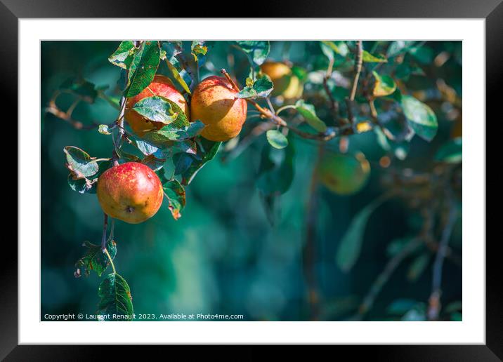 Ripe apples on in apple tree with a blurry background, real phot Framed Mounted Print by Laurent Renault