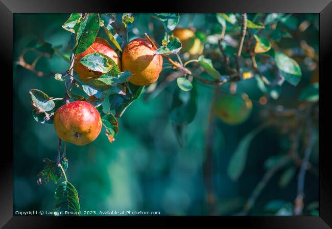 Ripe apples on in apple tree with a blurry background, real phot Framed Print by Laurent Renault