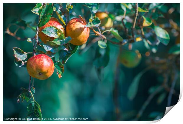 Ripe apples on in apple tree with a blurry background, real phot Print by Laurent Renault