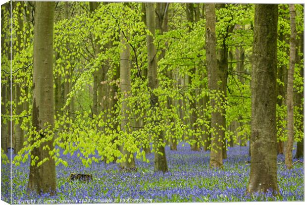 Bluebell Woods  Canvas Print by Simon Johnson