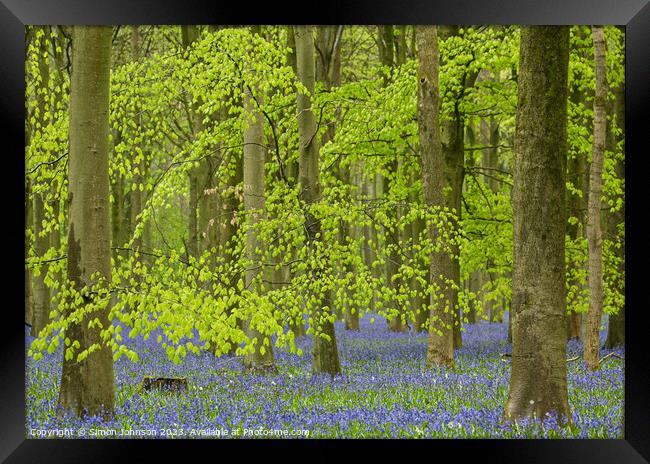Bluebell Woods  Framed Print by Simon Johnson