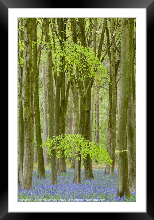 bluebell woods Framed Mounted Print by Simon Johnson