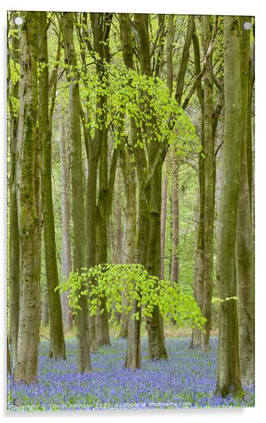 bluebell woods Acrylic by Simon Johnson