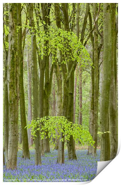 bluebell woods Print by Simon Johnson