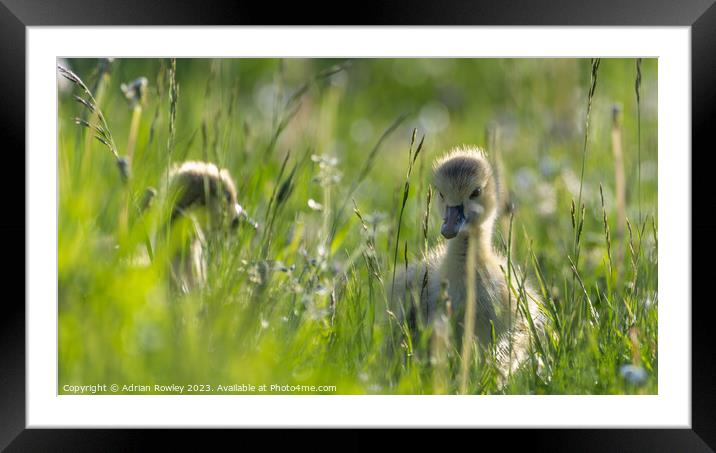 A Canada Goose gosling grazing in the Spring meado Framed Mounted Print by Adrian Rowley