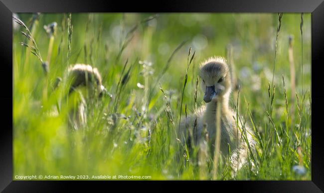 A Canada Goose gosling grazing in the Spring meado Framed Print by Adrian Rowley