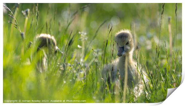 A Canada Goose gosling grazing in the Spring meado Print by Adrian Rowley