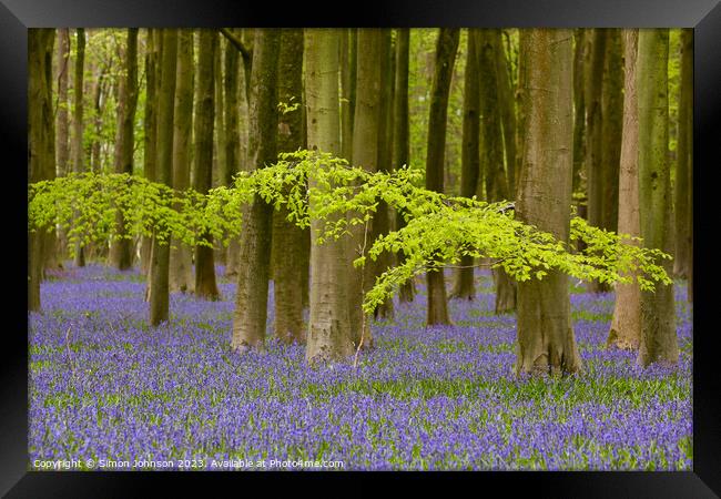 Bluebell woods Framed Print by Simon Johnson