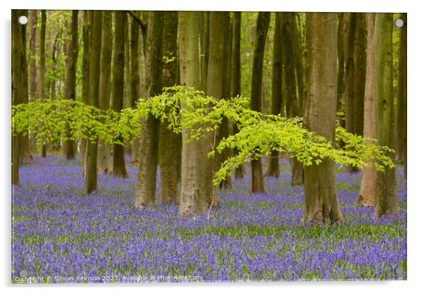 Bluebell woods Acrylic by Simon Johnson