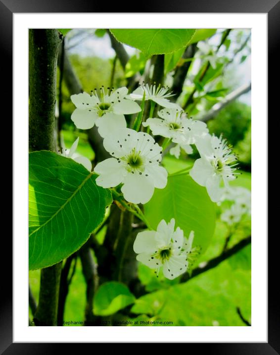 White apple blossoms Framed Mounted Print by Stephanie Moore