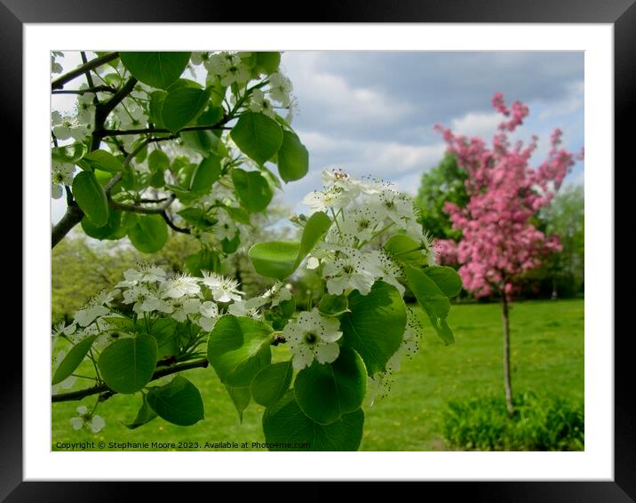 White and pink apple blossoms Framed Mounted Print by Stephanie Moore
