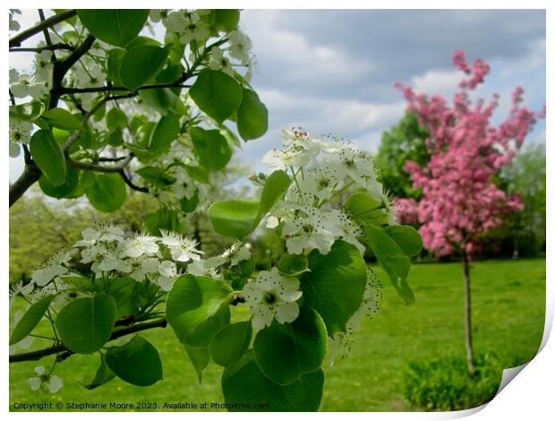 White and pink apple blossoms Print by Stephanie Moore