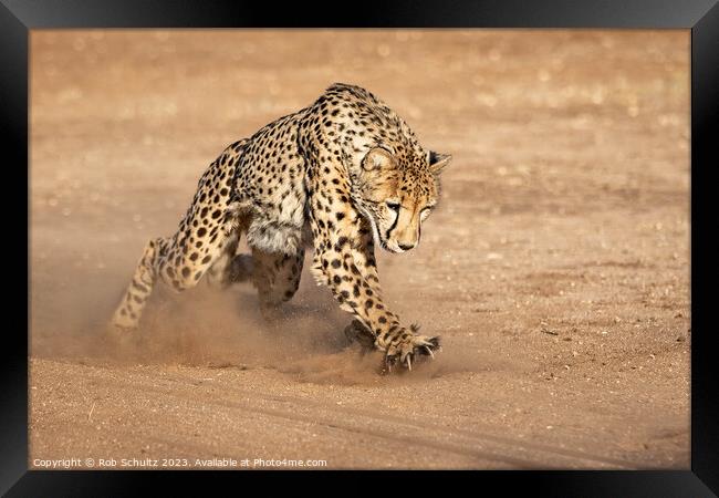 Powerful Cheetah Chases with Claws Framed Print by Rob Schultz
