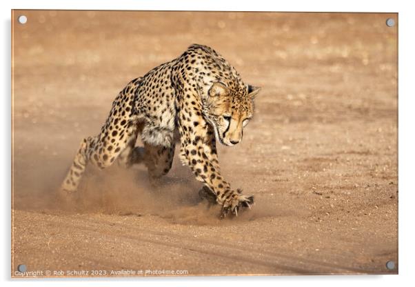 Powerful Cheetah Chases with Claws Acrylic by Rob Schultz